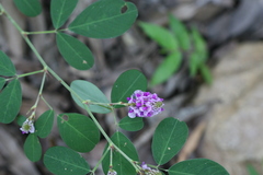 Desmodium heterocarpon var. strigosum